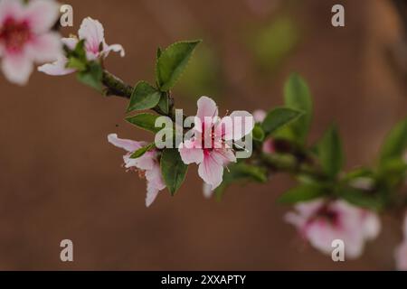 beautiful peach flowers on the branch closeup Stock Photo