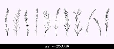 Lavender doodle vintage flowers branch set. Floral hand drawn isolated outline black outline silhouette elements for design Stock Vector