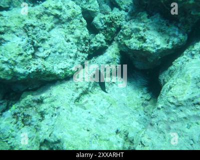 East Atlantic Redlip Blenny (Ophioblennius atlanticus) Actinopterygii Stock Photo