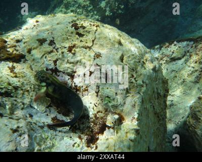 East Atlantic Redlip Blenny (Ophioblennius atlanticus) Actinopterygii Stock Photo