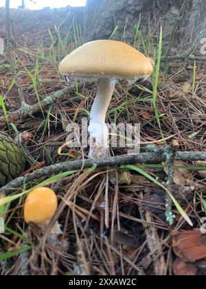 Questionable Stropharia (Stropharia ambigua) Fungi Stock Photo - Alamy