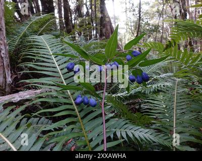 Turquoise Berry Turquoise Berry (Drymophila cyanocarpa) Plantae Stock Photo - Alamy