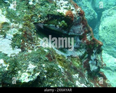 East Atlantic Redlip Blenny (Ophioblennius atlanticus) Actinopterygii Stock Photo