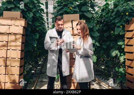 Scientists are working together in a greenhouse for impactful agricultural research. Growing organic vegetables in a modern greenhouse, food industry Stock Photo