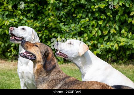 Three dogs are sitting in a grassy area, with one of them being a brown dog Stock Photo