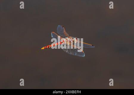 Close up of a colorful Variegated Meadowhawk dragonfly (Sympetrum corruptum) flying above a pond. Stock Photo