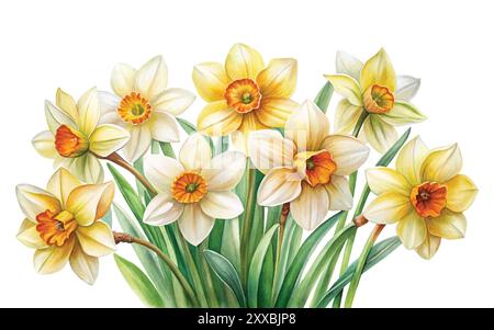 Watercolor Daffodil floral design on white background, vector illustration clipart Stock Vector