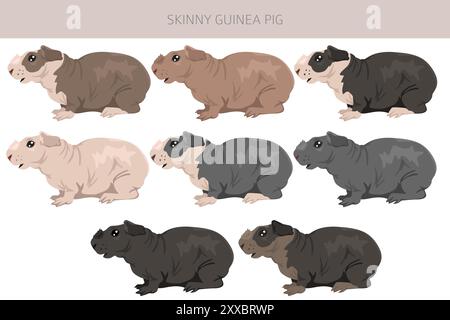 Skinny Guinea pig clipart. Hairless cavy. All coat colors cavies set