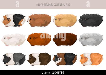 Abyssinian Guinea pig clipart. All coat colors cavies set. Small Pet