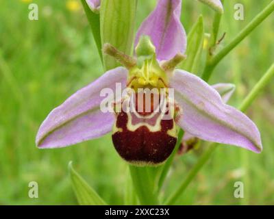 Bee Orchid,Orphy apifera,close up,front view,wide spread in UK,june to july,Somerset. Stock Photo