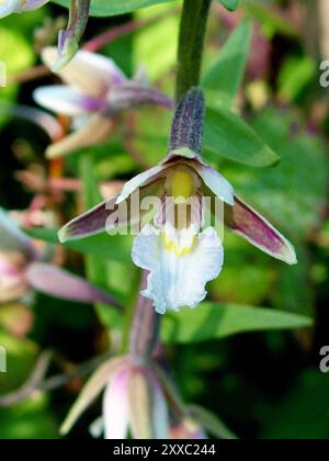 Marsh Helleborine ' Epipactis palustris' Flowers July August,on chalk down reserve area,Morgans Hill, Wiltshire, UK Stock Photo