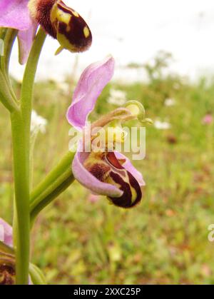 Bee Orchid,Orphy apifera,close up,front view,wide spread in UK,june to july,Somerset. Stock Photo