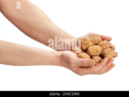 walnuts heap in hand path isolated on white Stock Photo