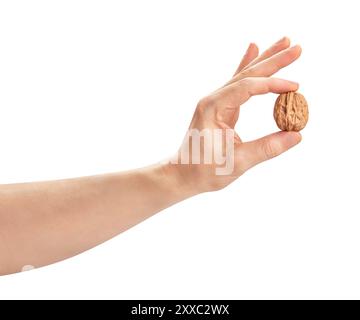 walnuts in hand path isolated on white Stock Photo