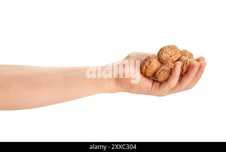 walnuts heap in hand path isolated on white Stock Photo