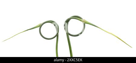 Garlic scape isolated on white background. Green garlic arrows stalks. Stock Photo