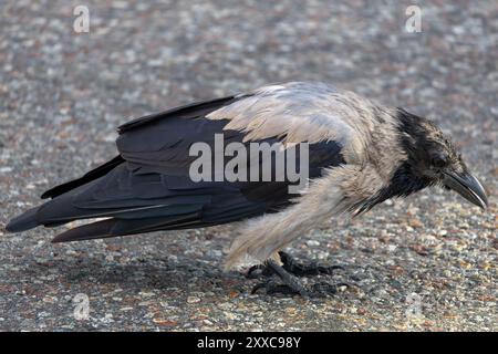 A close-up of a crow with a mix of black and gray feathers, standing on a textured surface. The bird appears to be foraging or looking for food. Stock Photo