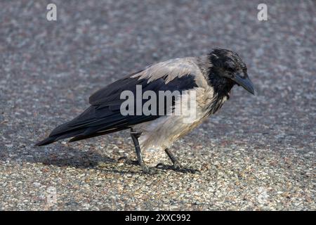 A close-up of a crow with a mix of gray and black feathers, standing on a textured surface. The bird appears to be foraging or walking, showcasing its Stock Photo