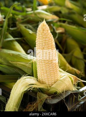 Ear of shucked fresh picked sweet corn at a local farmer's market Stock Photo