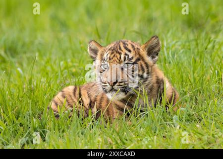 Sumatran tiger cub Zaza Stock Photo