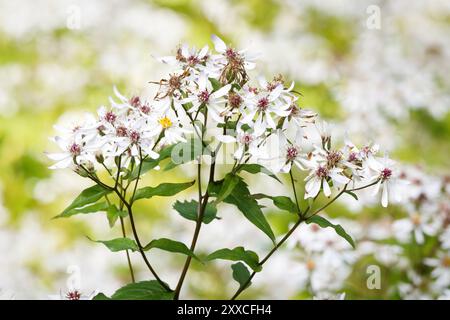 Aster divaricatus 'Tradescant'  flowers of an White Wood Aster in front of a blurred green and white background Stock Photo