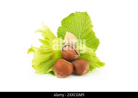 Hazelnuts with green branch isolated on white background Stock Photo