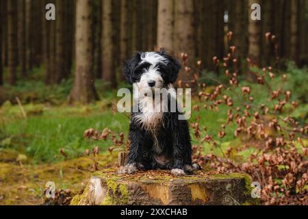 Tibetan Terrier puppy in woodlands Stock Photo