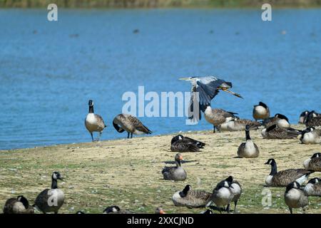 Grey heron flying over wetland with som canada goose on the ground Stock Photo