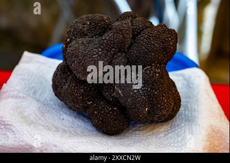 Winter truffle fair in Sarlat-le-Caneda, Perigord Noir, Dordogne, one huge black winter truffle, tasty aromatic expensive mushroom Stock Photo