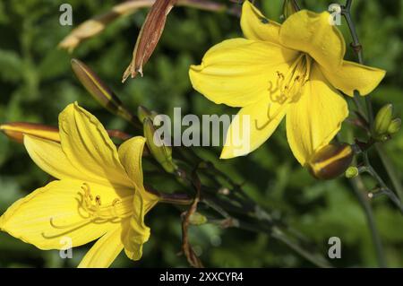 Flower impression, yellow daylily (Hemerocallis lilioasphodelus) Stock Photo