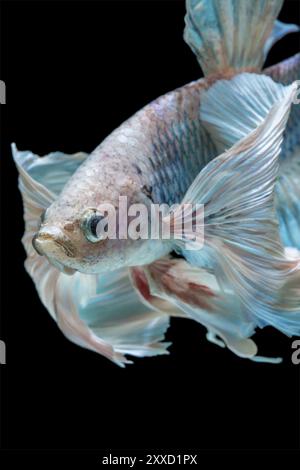 Close up betta fish, siamese fighting fish isolated on black background Stock Photo