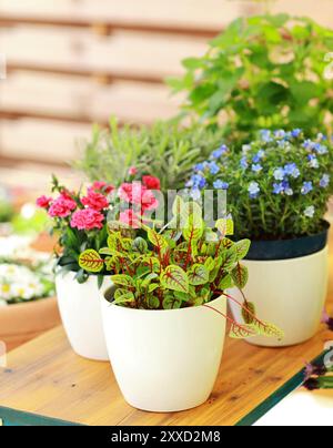 Outdoor flower pots for small garden, patio or terrace Stock Photo