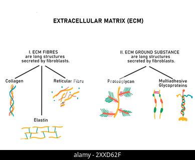 Composition of the extracellular matrix (ECM), illustration. The ECM is made from combinations of fibres and ground substance. Fibres include collagen, reticular fibres and elastin. The ground matrix, a jelly-like substance, is made up of proteoglycans and multiadhesive proteins (laminin and fibronectin). Stock Photo