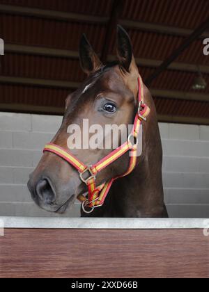 Portrait of a brown purebred horse with spanish flag snaffle bridle on stall Stock Photo