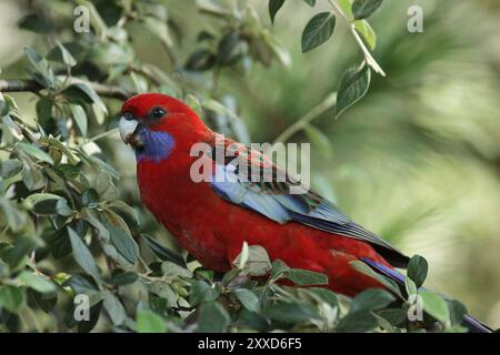 Pennant Parakeet (Platycercus elegans) in a bush in the Blue Mountains, Australia. Crimson Rosella (Platycercus elegans) in a bush in the Blue Mountai Stock Photo