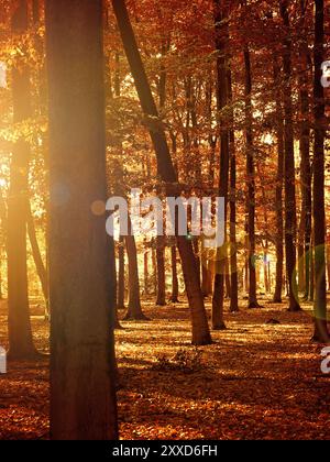 Beautiful seasonal background, sunrise or sunset in a beech forest, autumn concept image Stock Photo