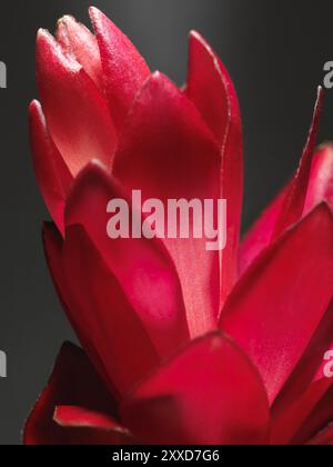 Artistic closeup of Red Ginger (Alpinia Purpurata) exotic tropical flower Stock Photo