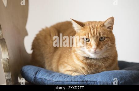 Red tabby cat is lying and enjoying at home Stock Photo