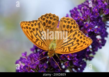 Emperor Cloak on the Summer Lilac Stock Photo