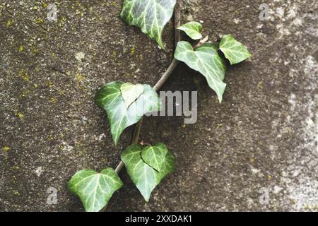 Close-up of a natural background of green ivy stems with leaves crawling on a cement wall Stock Photo