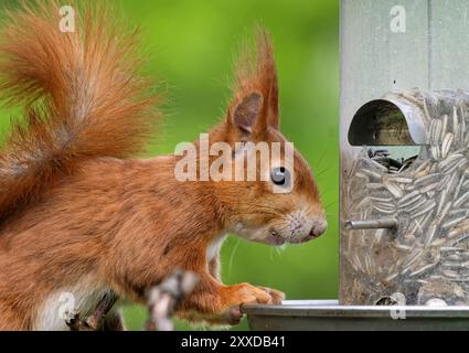 Squirrel eats bird food Stock Photo
