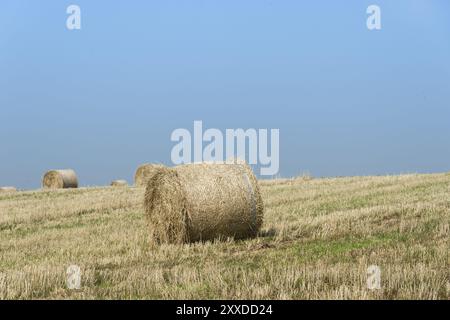 Straw bales lie on a stubble field under a blue sky Stock Photo