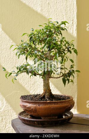 Bonsai on a balcony Stock Photo - Alamy