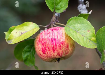 red ripe apple fruit on tree branch closeup selective focus Stock Photo