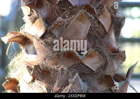 palm tree trunk up close Stock Photo