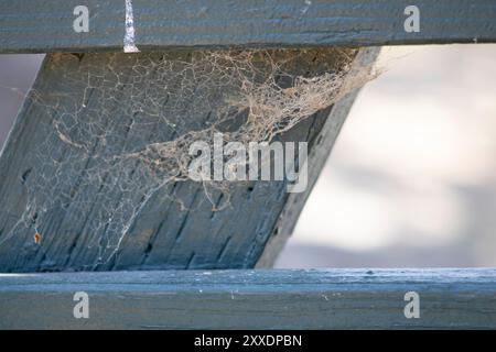 spider web on piece of wood Stock Photo