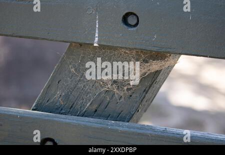 spider web on piece of wood Stock Photo