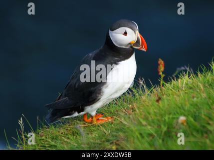 Atlantic puffin (Fratercula arctica), Mykines Island, Faroe Islands, Denmark, Europe Stock Photo