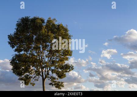 A tree on left of frame against a blue sky with fair weather clouds. Kanagawa, Japan. Stock Photo
