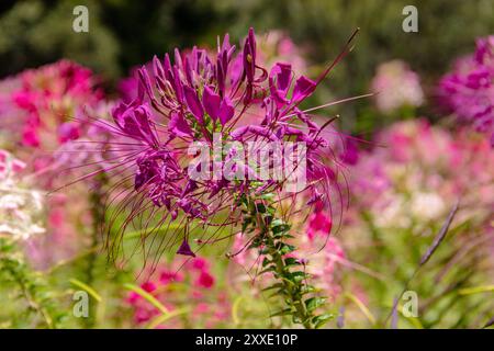 Also known as spider plant or Christ's thorn, it is a fast-growing annual plant with showy flowers and characteristic spines. The flowers are four-pet Stock Photo